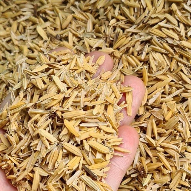 Vỏ trấu sống